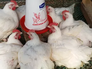 Hens for Sell