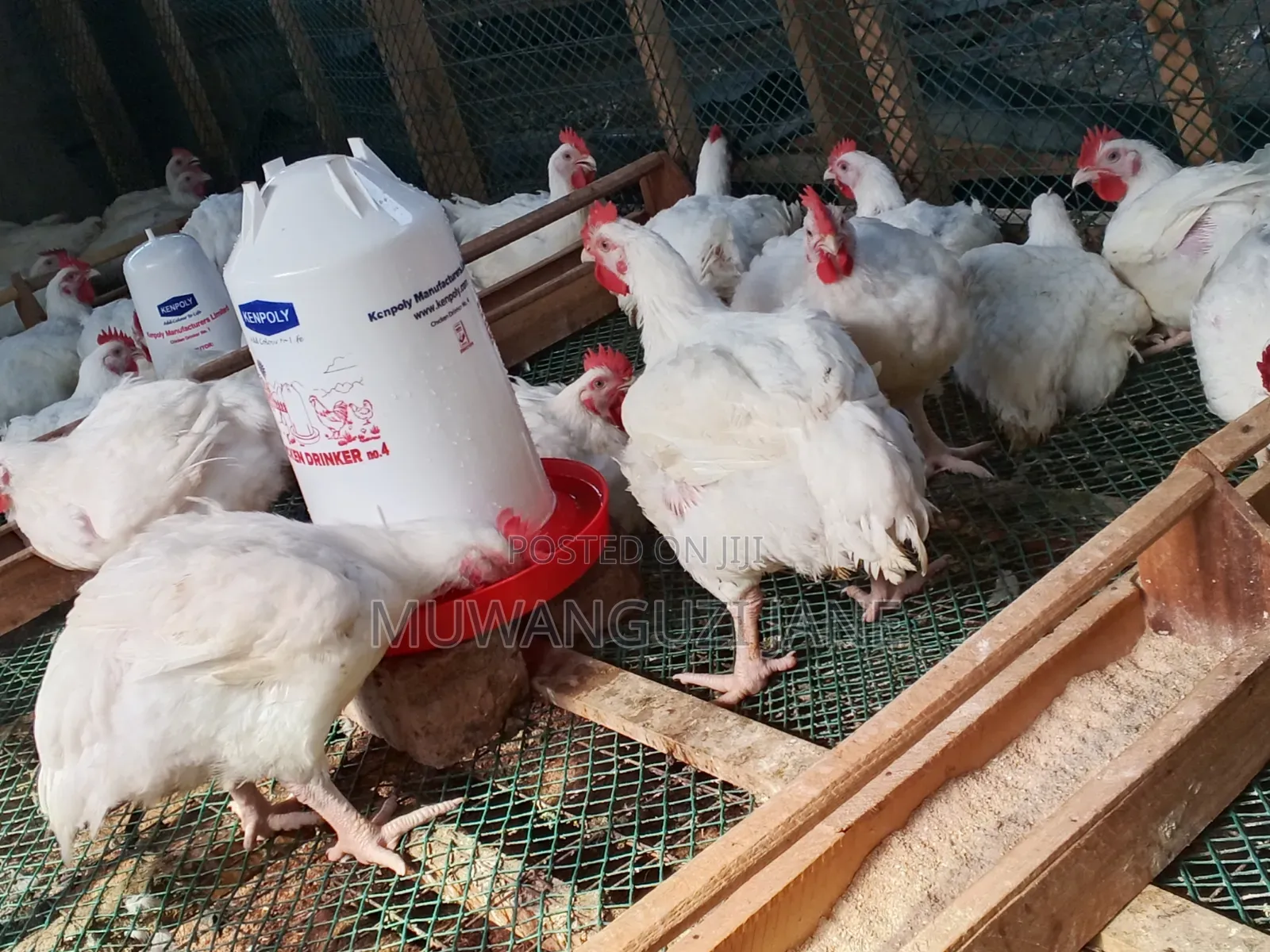 Hens for Sell