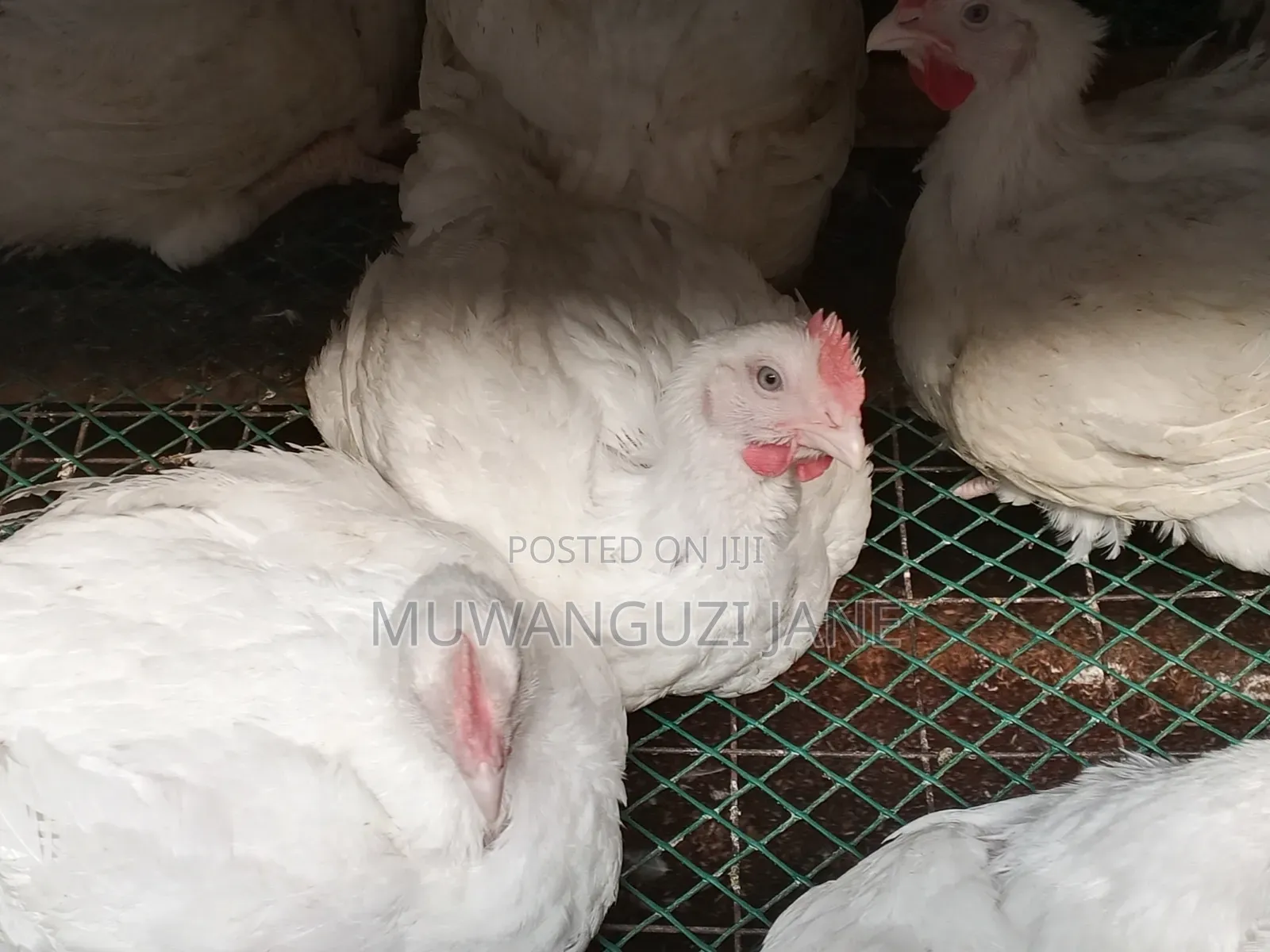 Hens for Sell