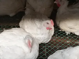 Hens for Sell