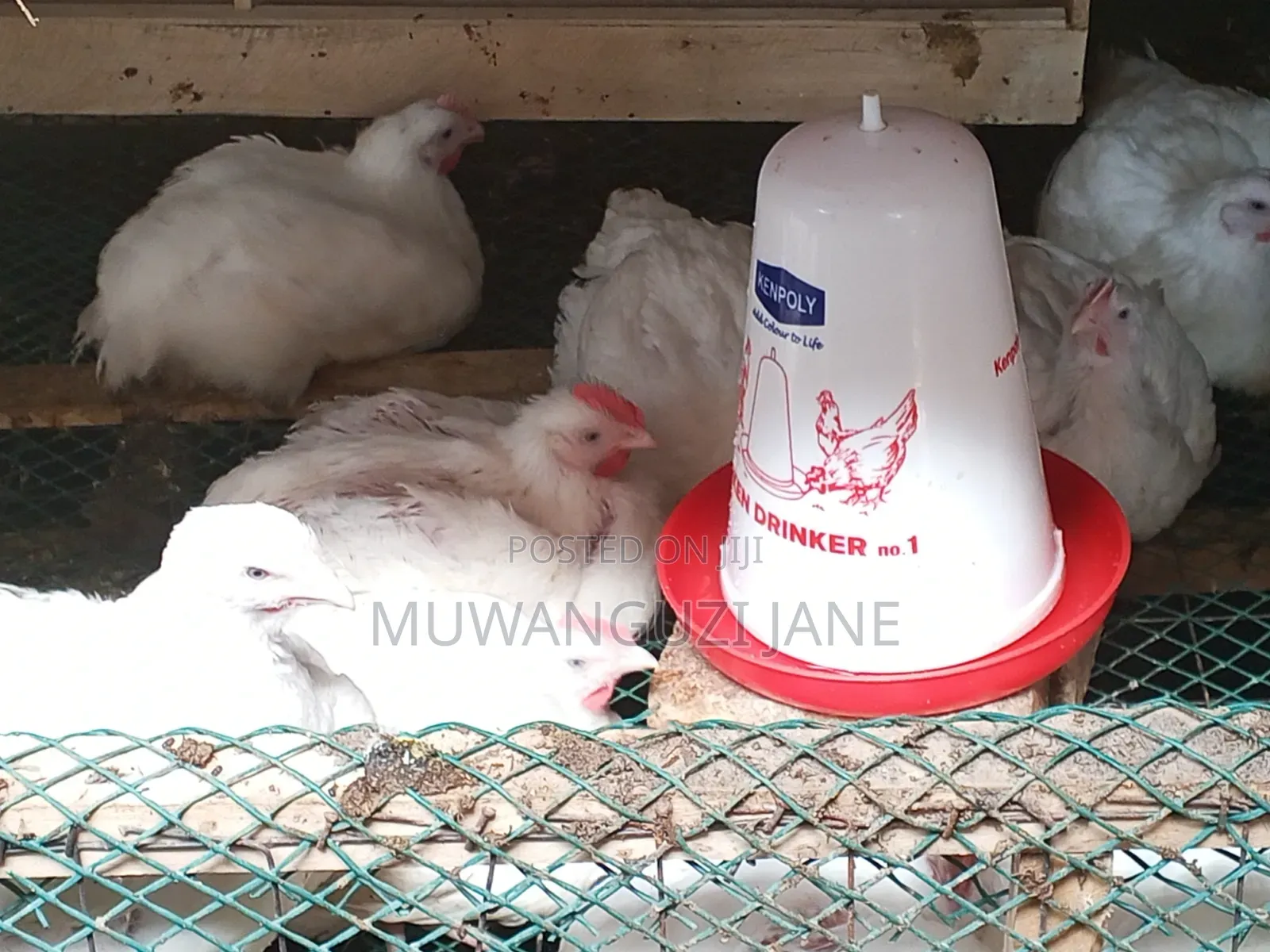 Hens for Sell
