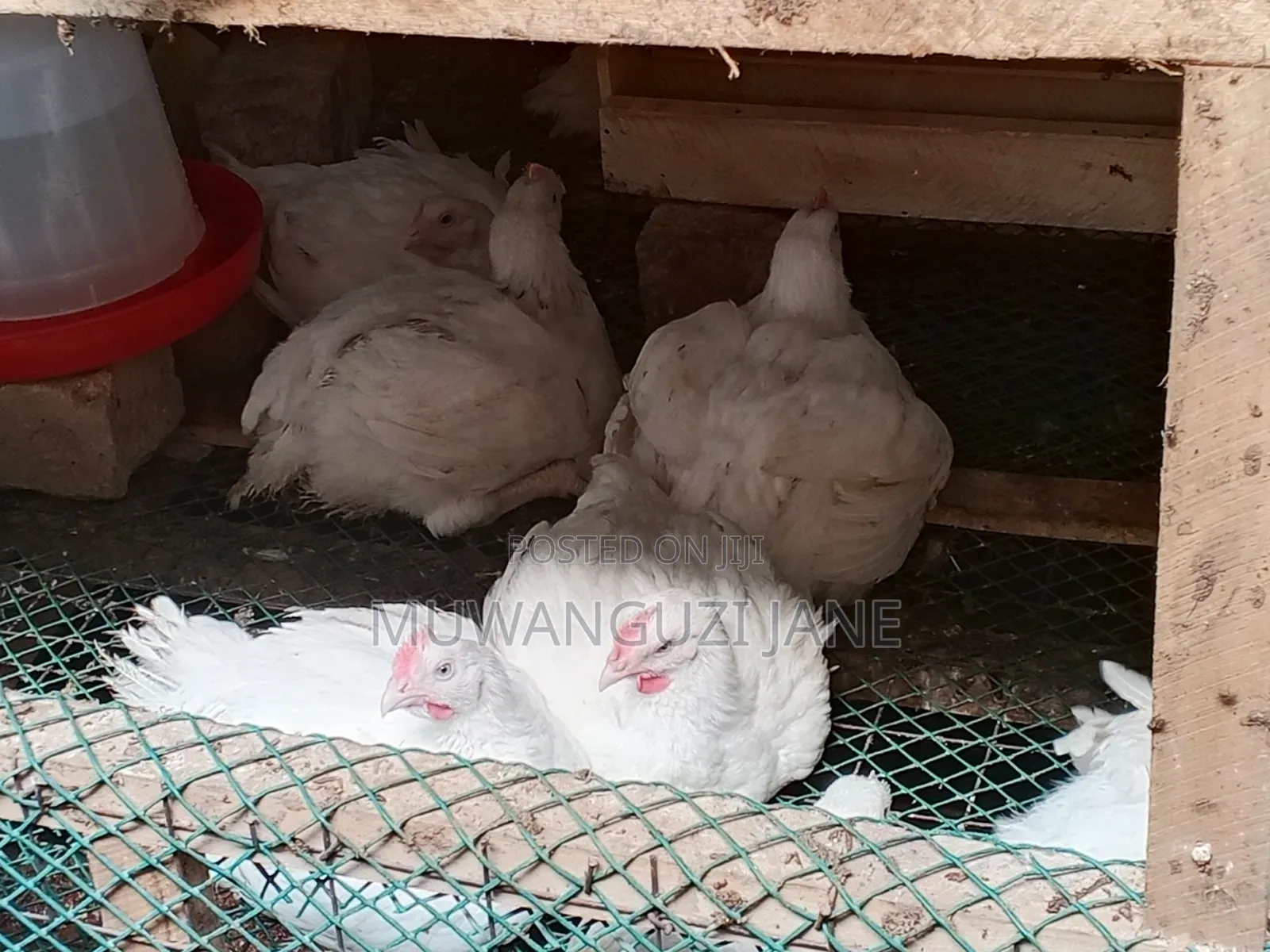 Hens for Sell