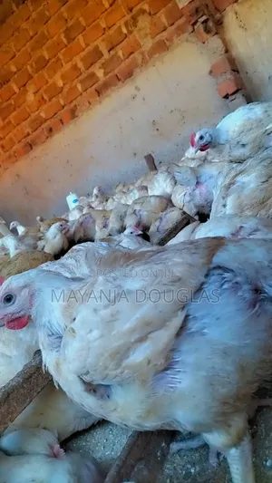 Broilers for Sale