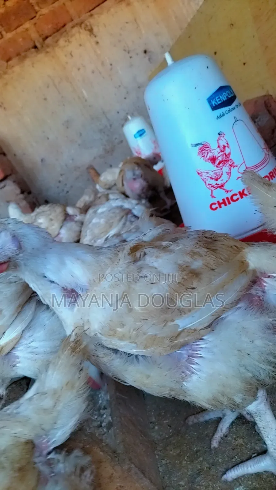 Broilers for Sale
