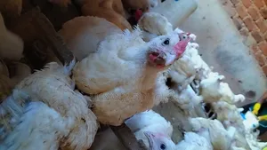Broilers for Sale