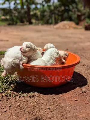 0-1 month Male Purebred Maltese