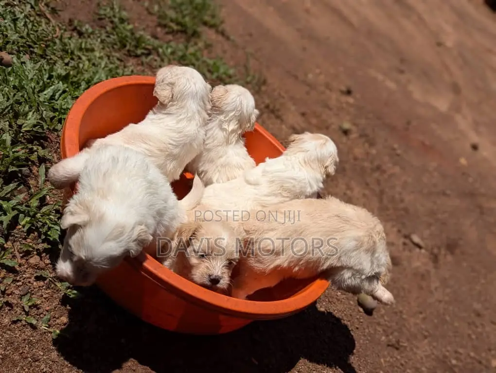 0-1 month Male Purebred Maltese