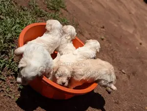 0-1 month Male Purebred Maltese