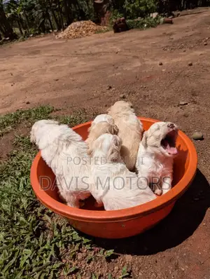 0-1 month Male Purebred Maltese