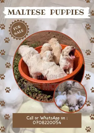 0-1 month Male Purebred Maltese