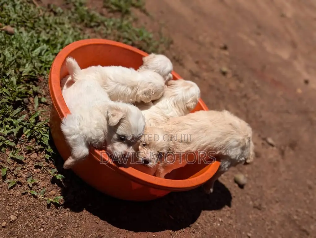 0-1 month Male Purebred Maltese