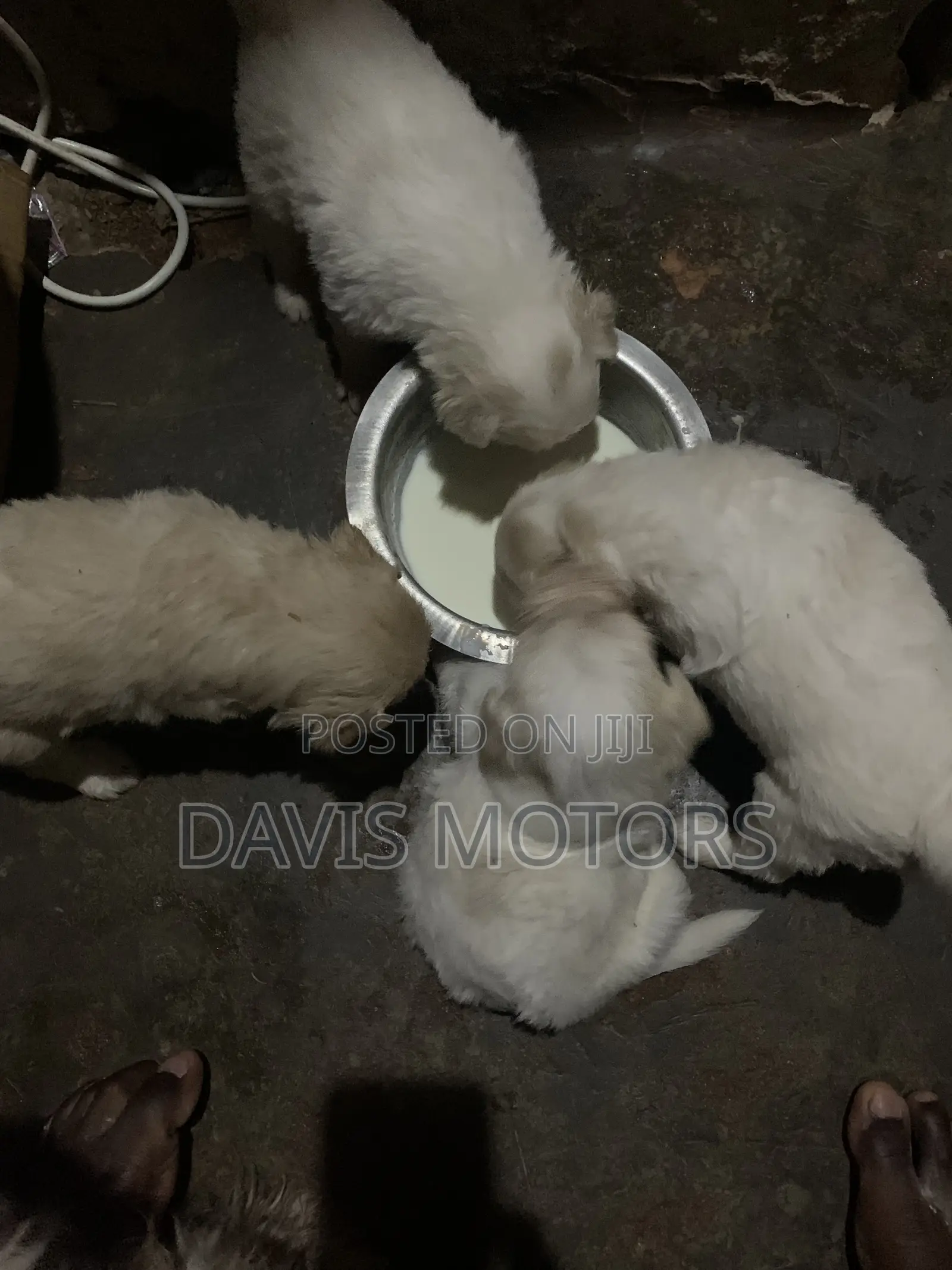 0-1 month Male Purebred Maltese