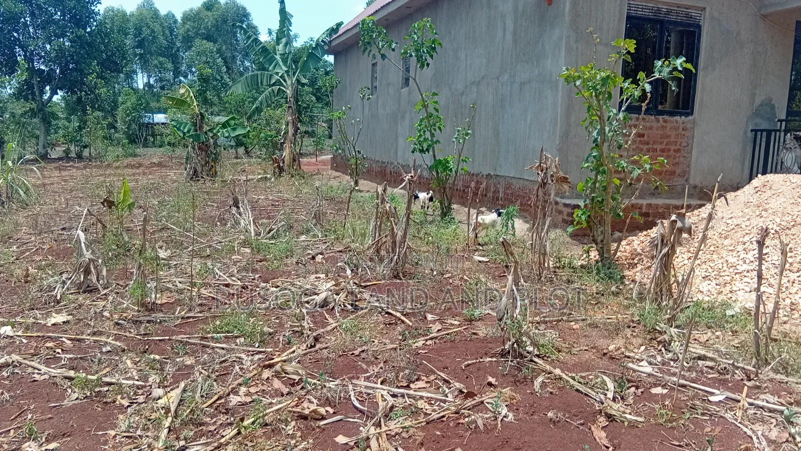 30 × 100 Ft Plot for Sale – Namulesa, Jinja City, Priced .