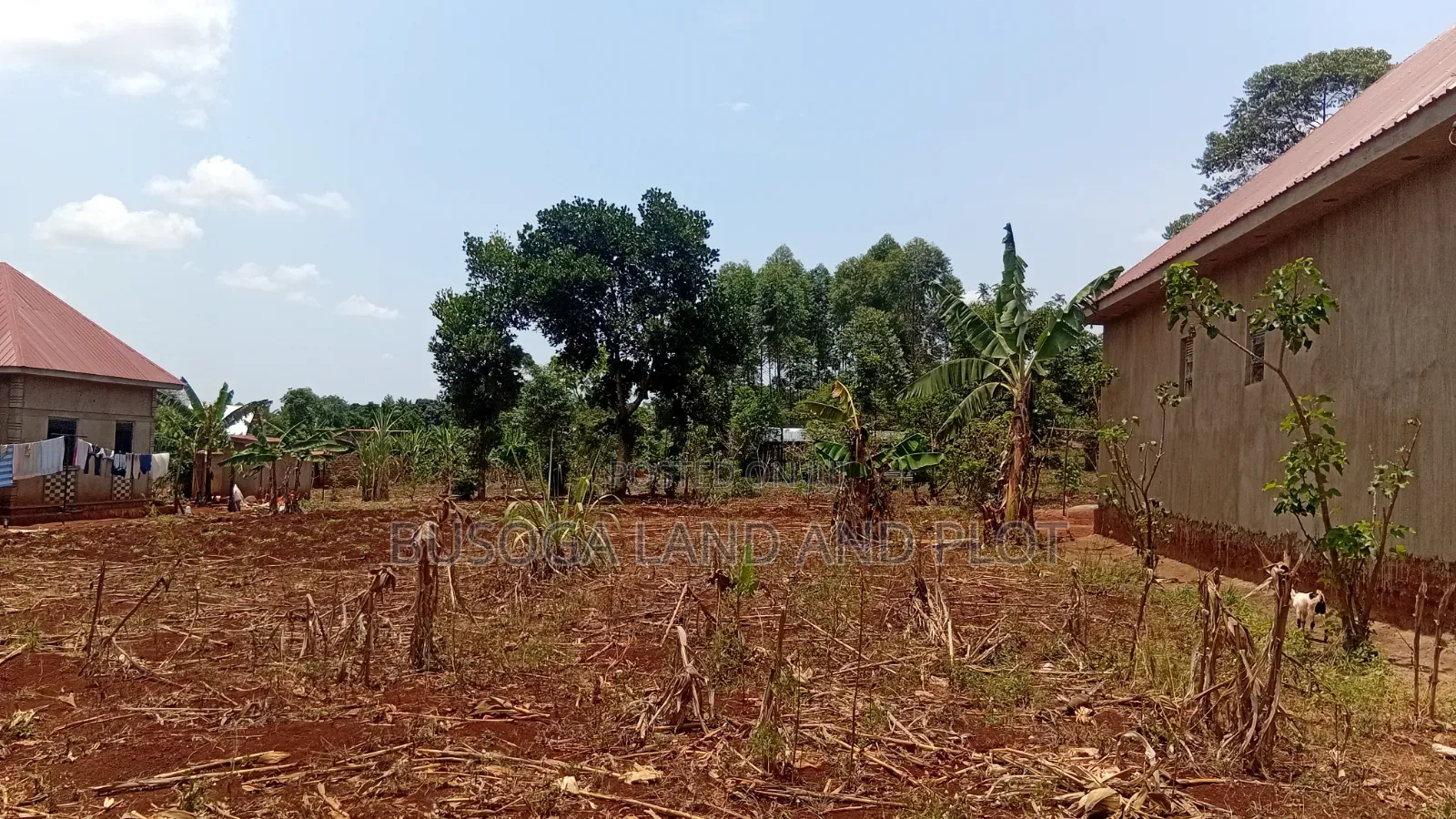 30 × 100 Ft Plot for Sale – Namulesa, Jinja City, Priced .