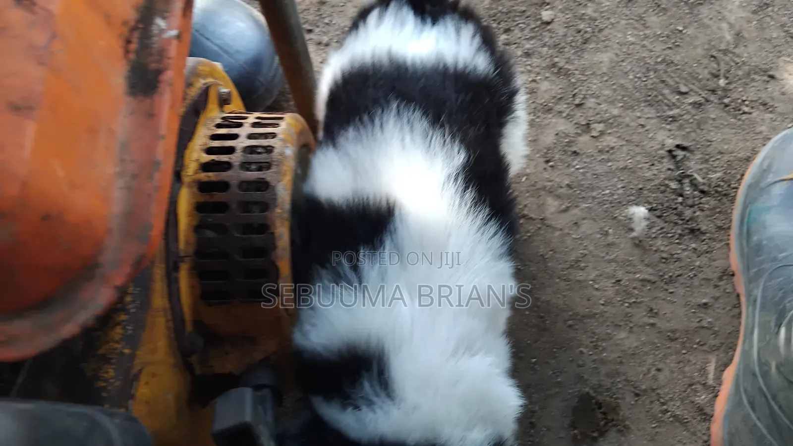 0-1 month Male Purebred Siberian Husky