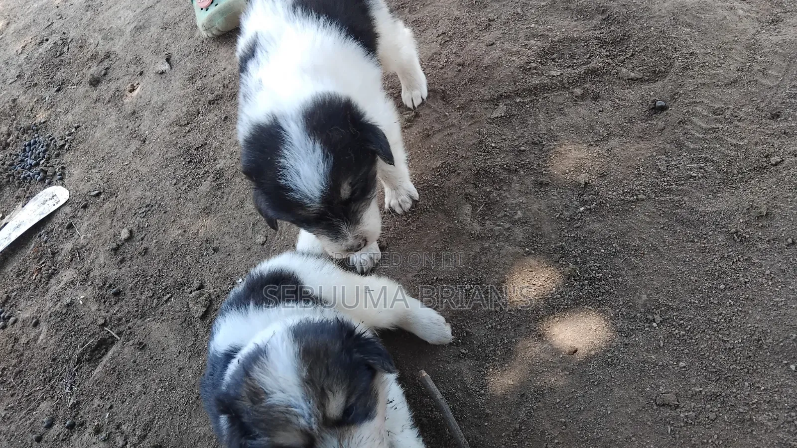 0-1 month Male Purebred Siberian Husky