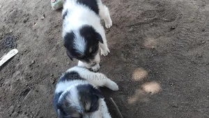 0-1 month Male Purebred Siberian Husky