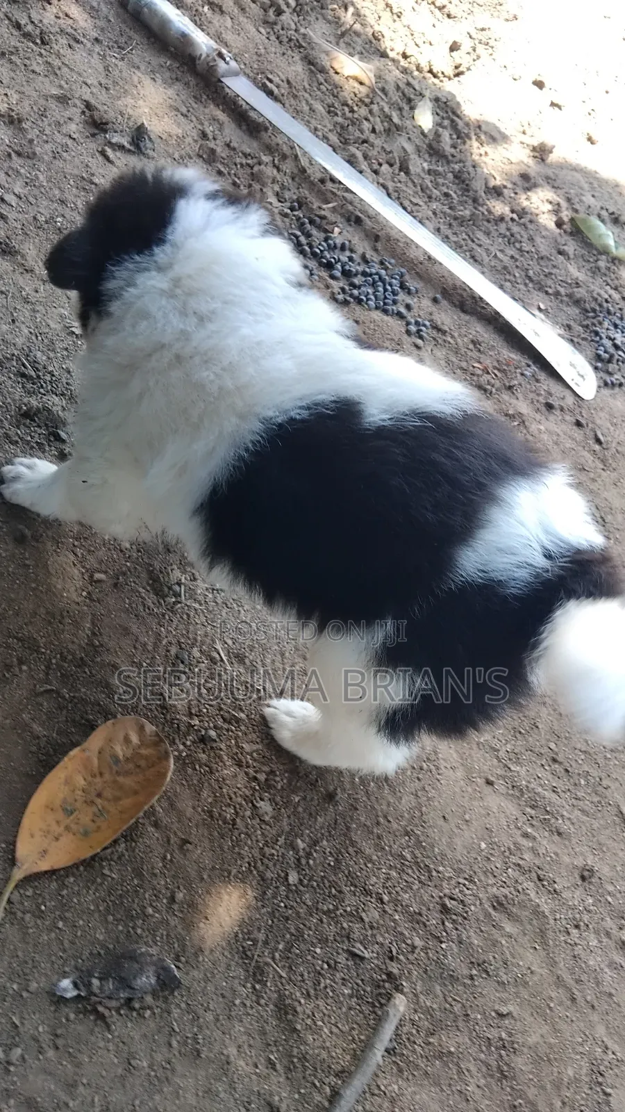 0-1 month Male Purebred Siberian Husky