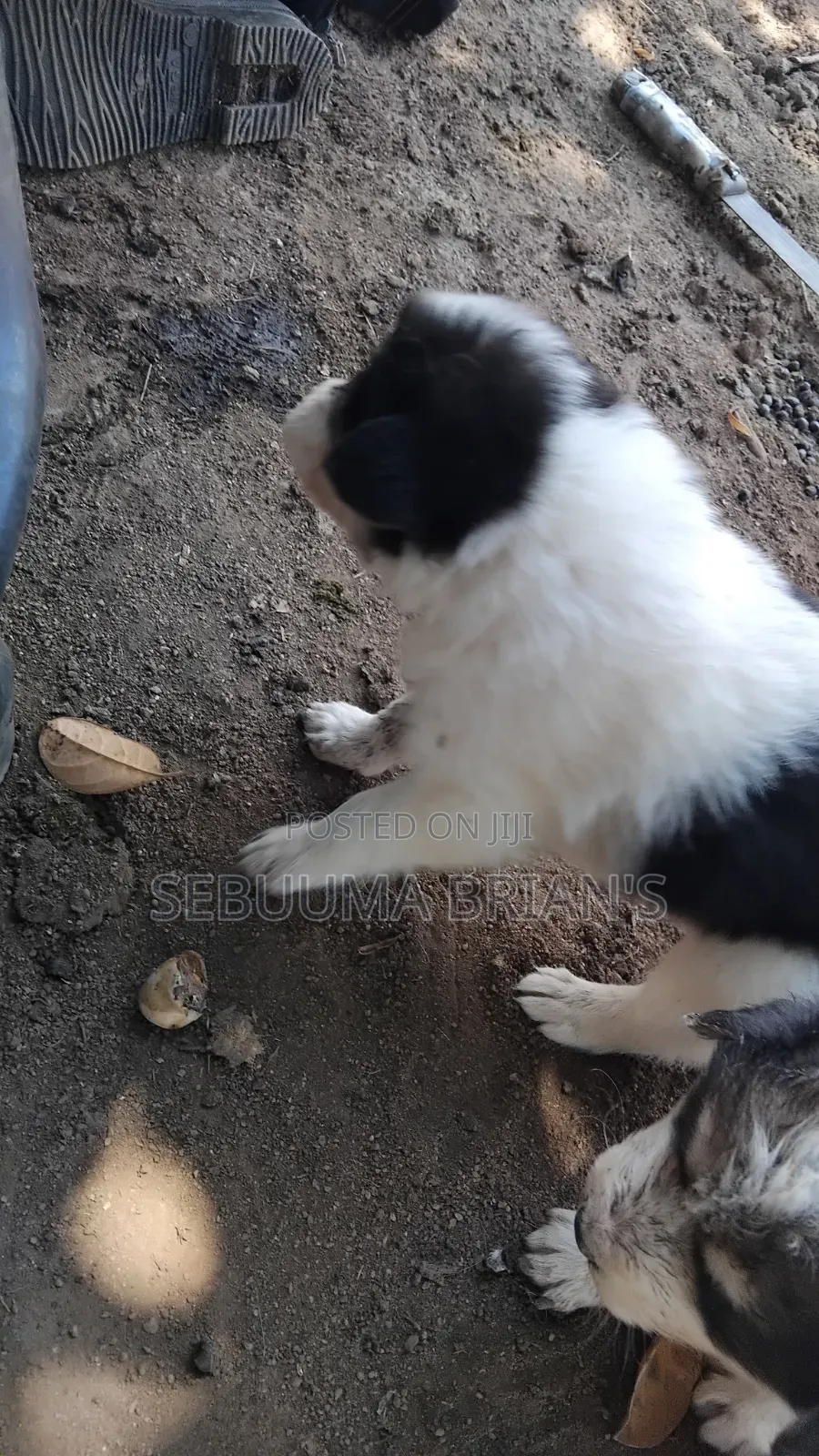 0-1 month Male Purebred Siberian Husky