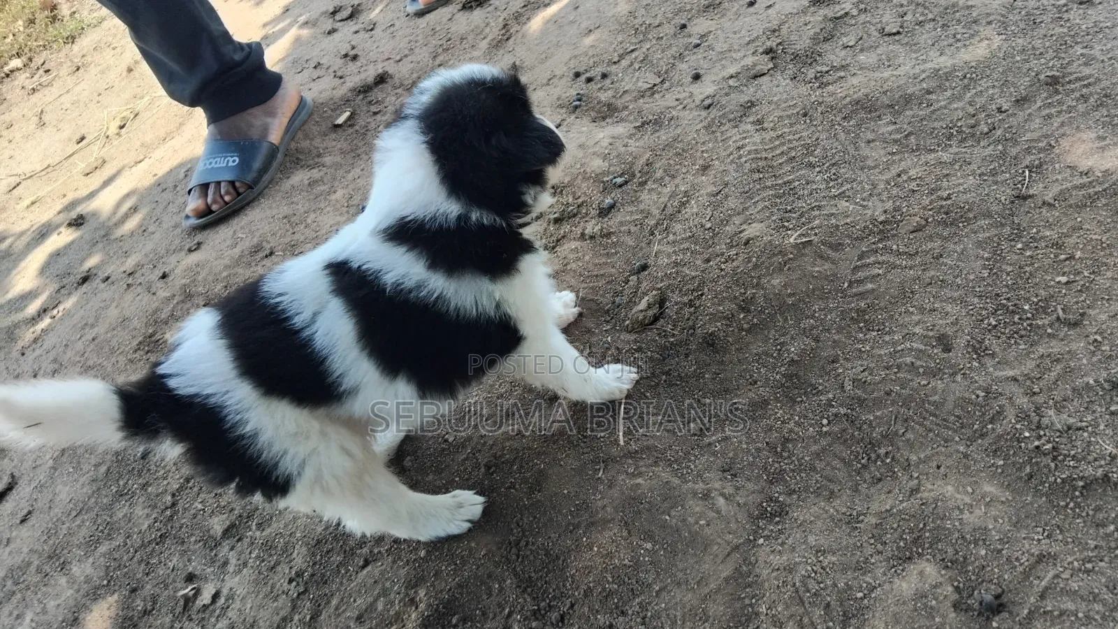 0-1 month Male Purebred Siberian Husky