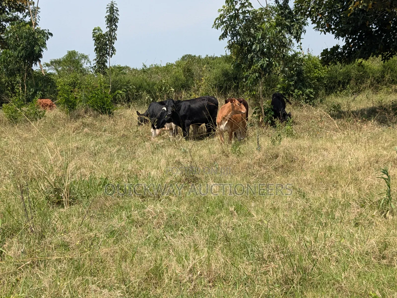 40-Acre Farm, Nakaseke - Farmhouse Valley Dam