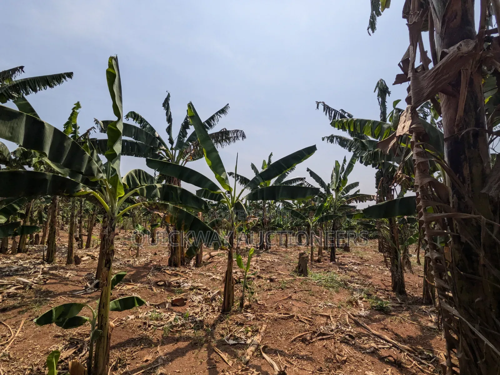 40-Acre Farm, Nakaseke - Farmhouse Valley Dam