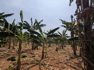 40-Acre Farm, Nakaseke - Farmhouse Valley Dam