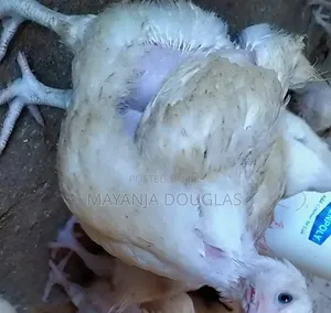 Broilers for Sale
