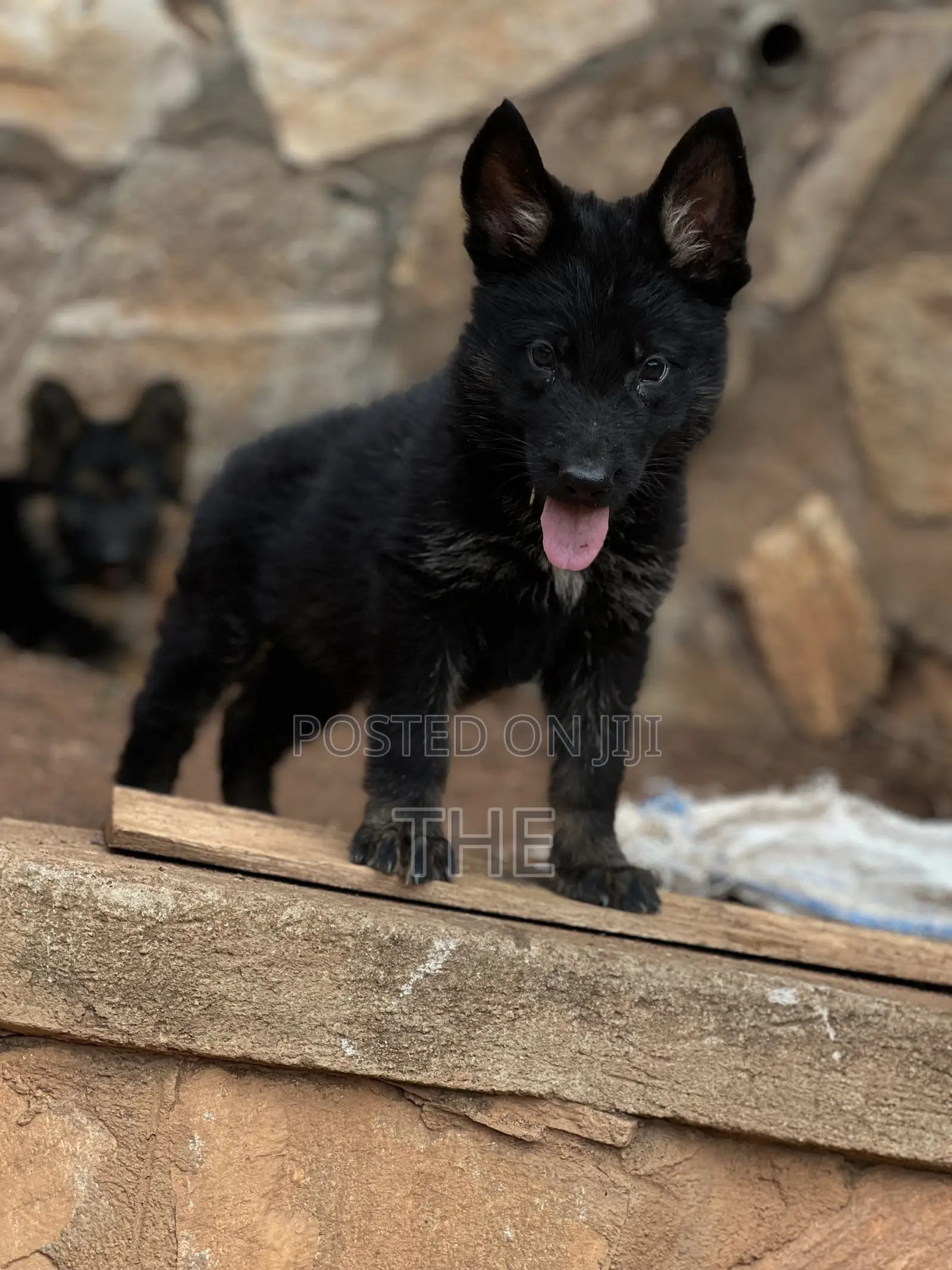 1-3 months Male Purebred German Shepherd