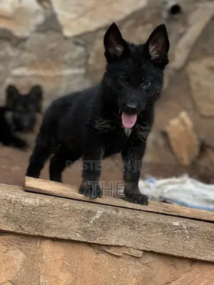 1-3 months Male Purebred German Shepherd