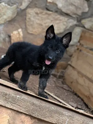 1-3 months Male Purebred German Shepherd
