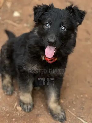 1-3 months Male Purebred German Shepherd