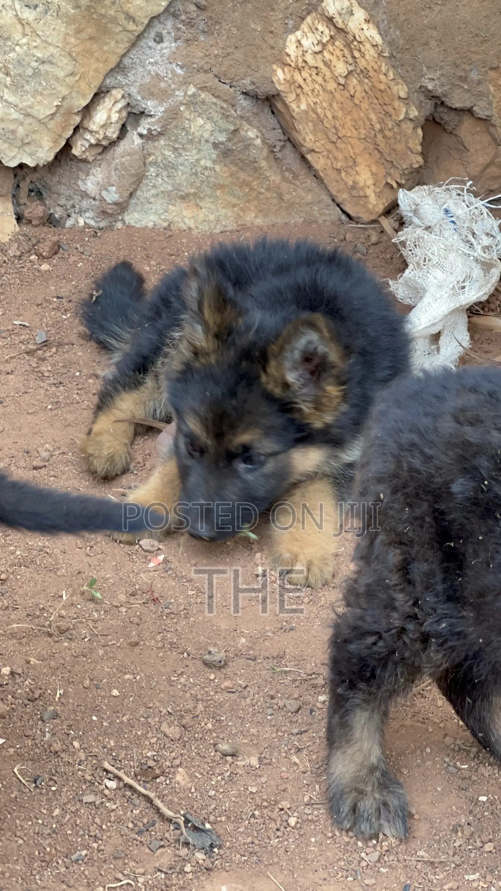 1-3 months Female Purebred German Shepherd
