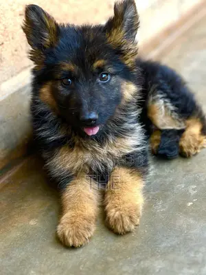 1-3 months Female Purebred German Shepherd