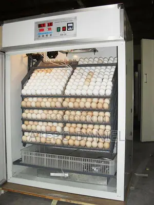 Eggs Incubator