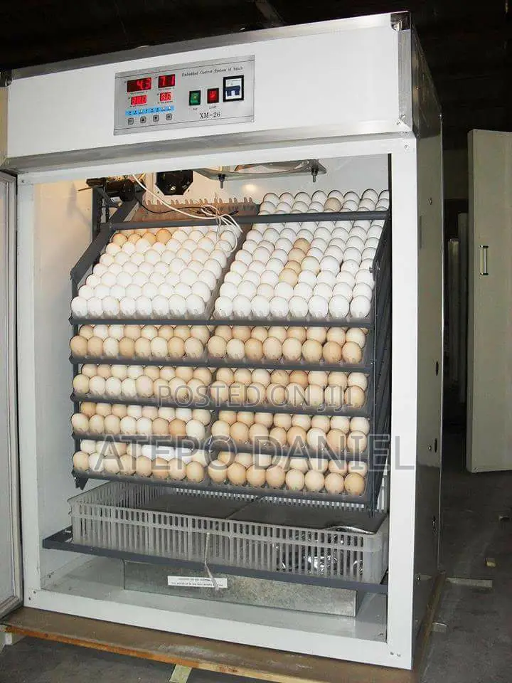 Eggs Incubator