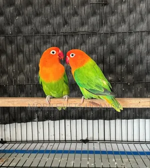 Birds on Sale