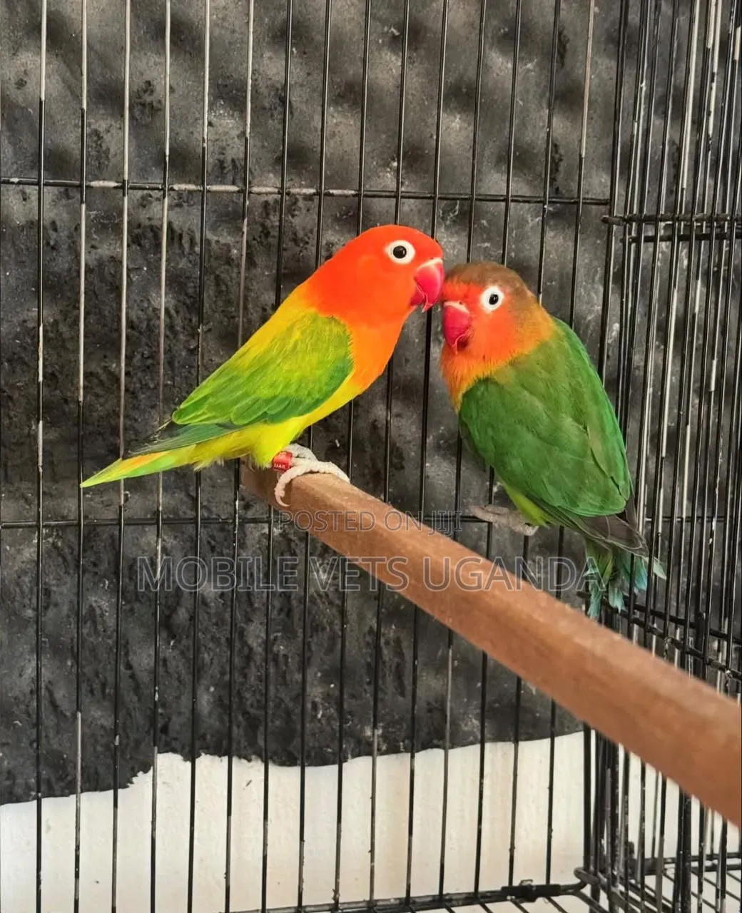 Birds on Sale
