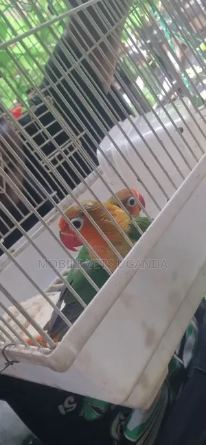 Birds on Sale