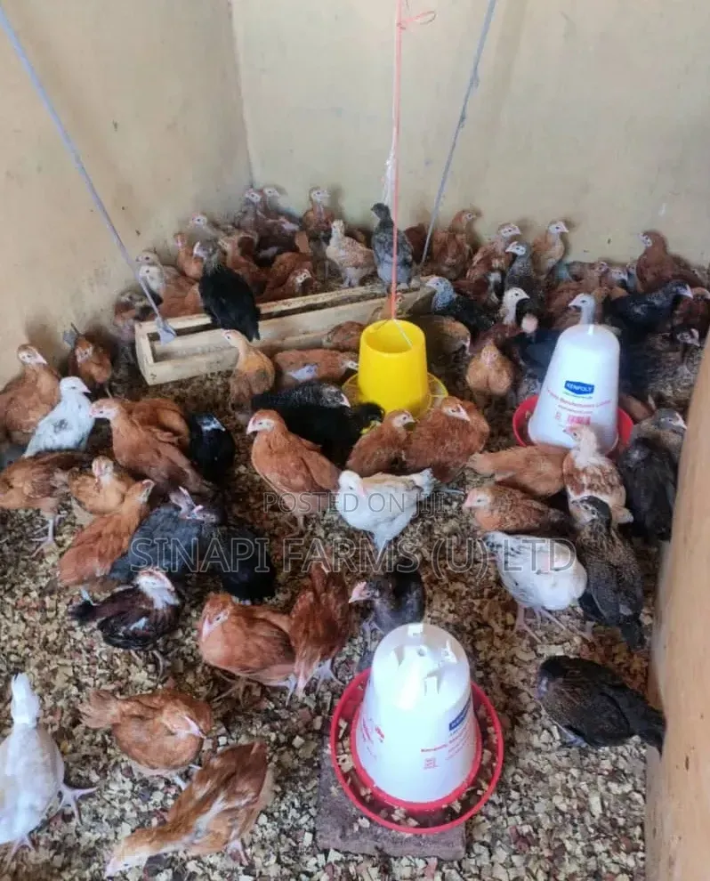 1 Month Old Brooded Chicks