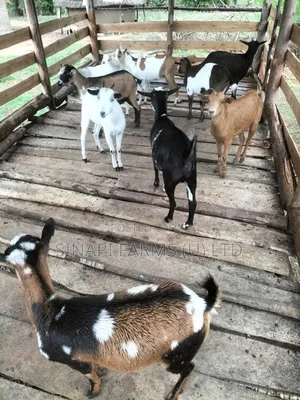 Local Goats