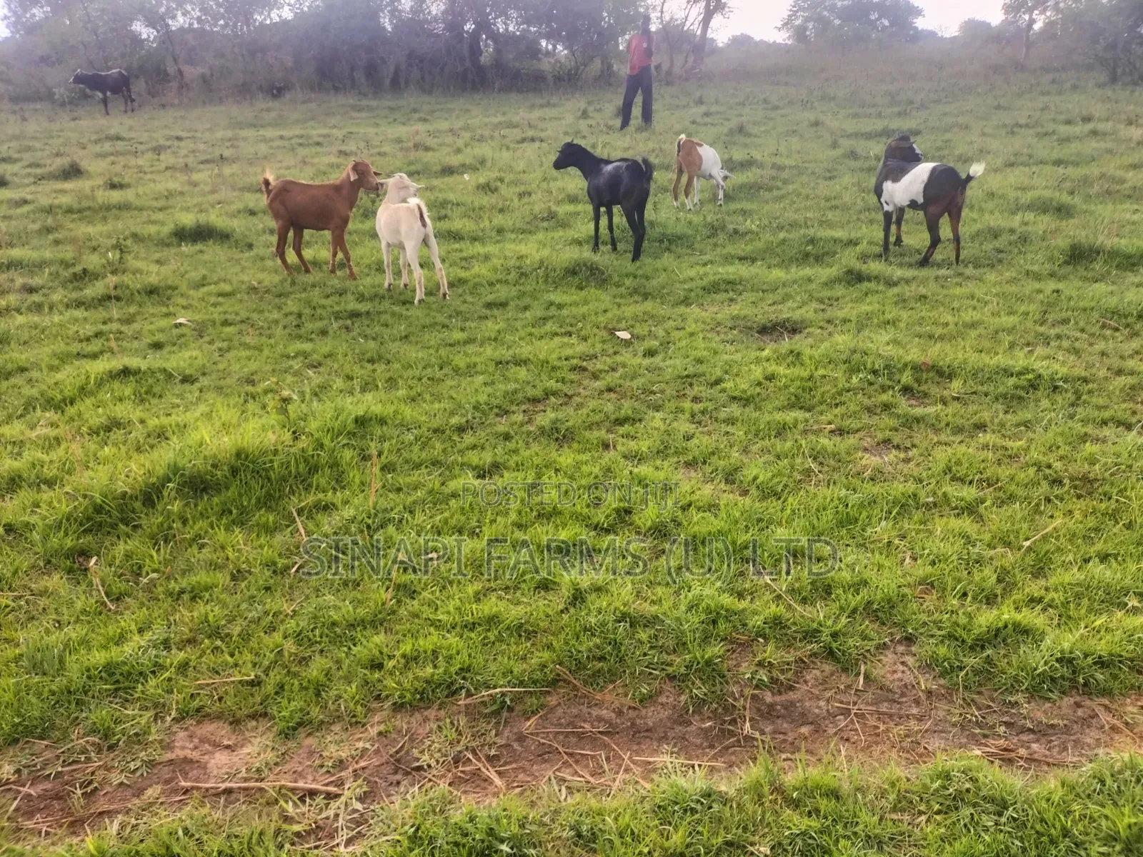 Local Goats