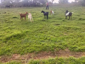 Local Goats