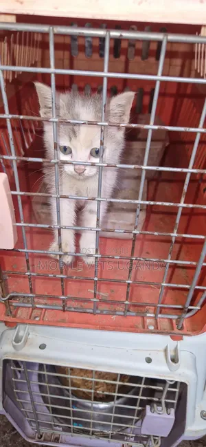 0-1 month Male Purebred Exotic