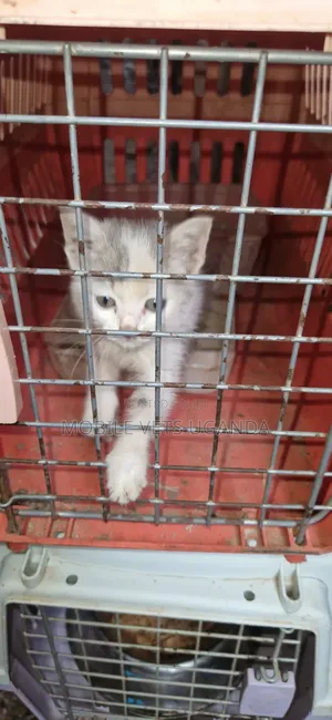 1-3 months Female Purebred Exotic