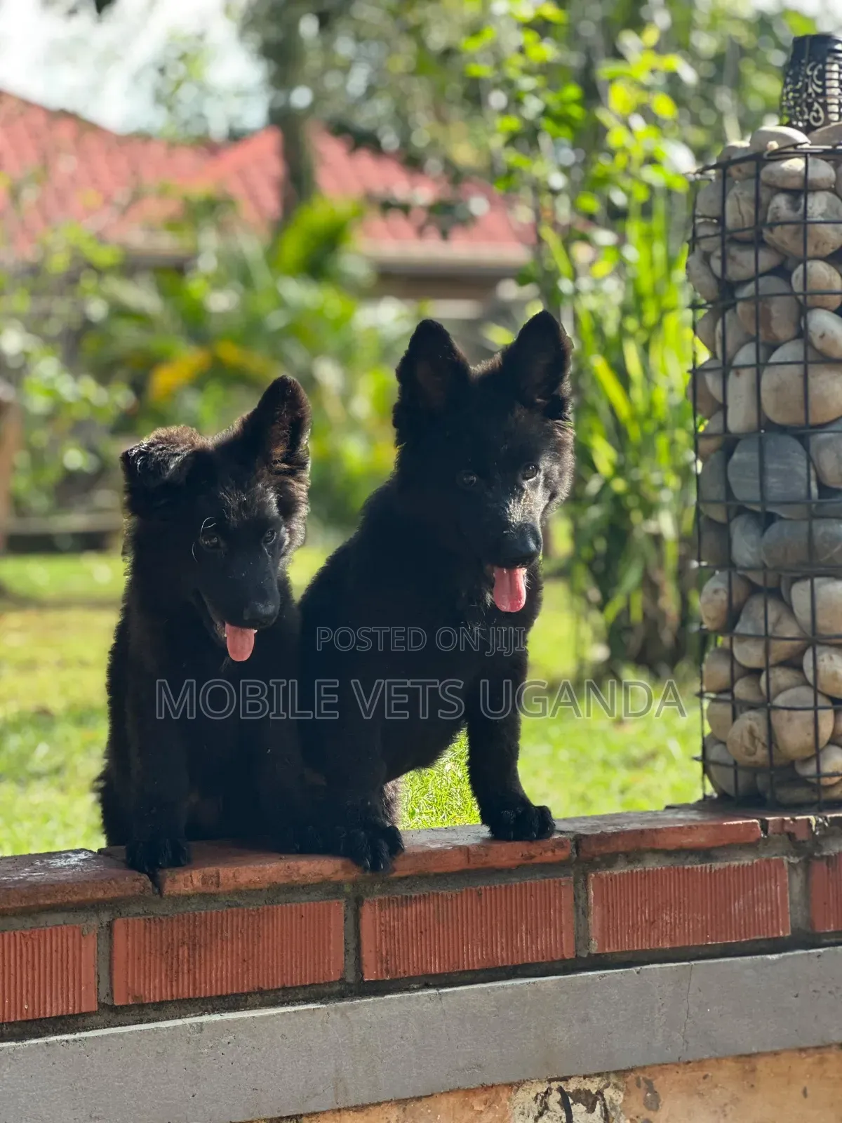 3-6 months Male Purebred German Shepherd
