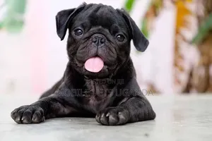 3-6 months Male Purebred Pug