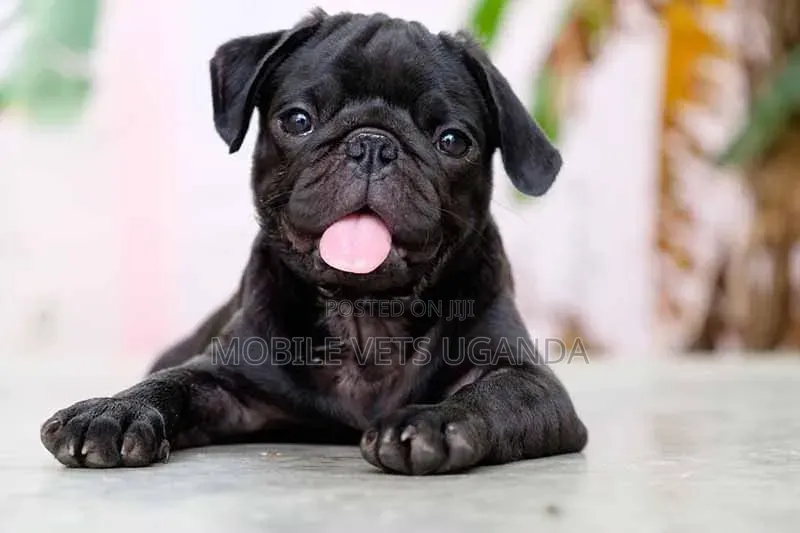 3-6 months Male Purebred Pug