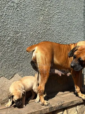 1-3 months Female Purebred Boerboel