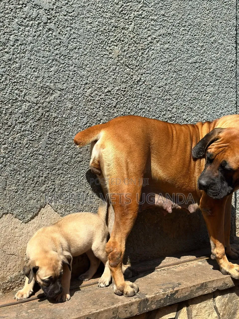 1-3 months Female Purebred Boerboel